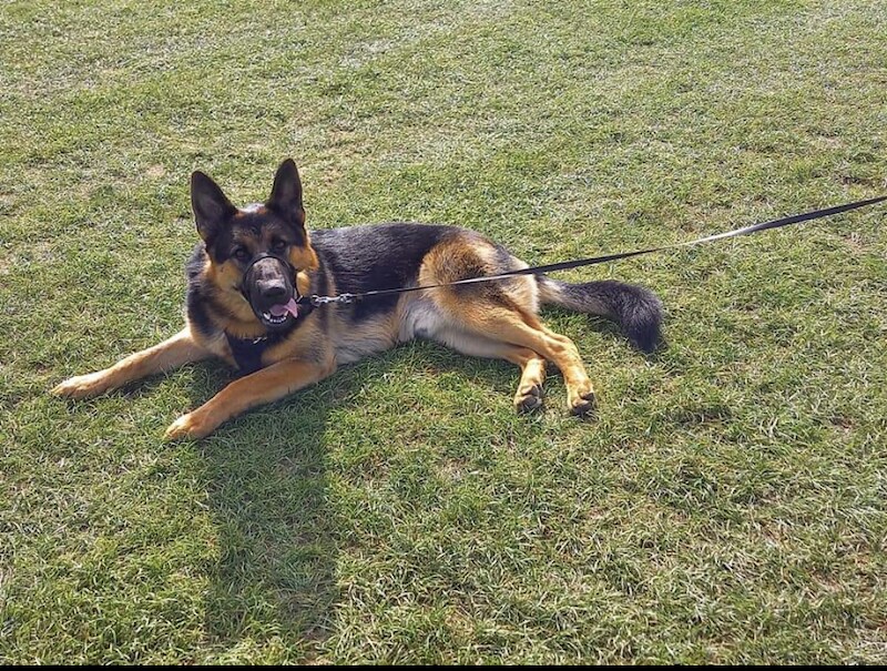 German Shepherd puppies for sale in Warrington, Cheshire – 6 years old - Image 2 of 14