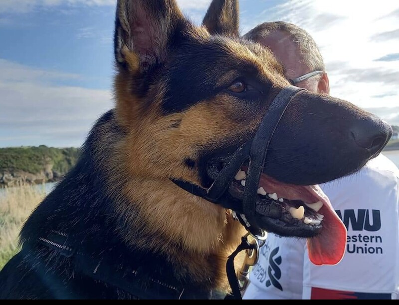 German Shepherd puppies for sale in Warrington, Cheshire – 6 years old - Image 4 of 14