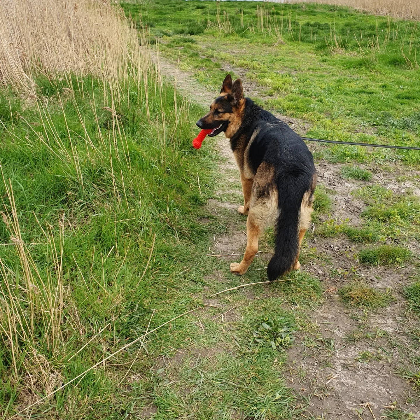 German Shepherd puppies for sale in Warrington, Cheshire – 6 years old - Image 7 of 14