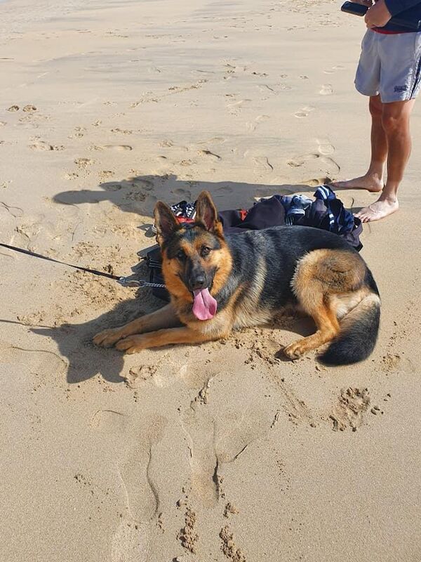 German Shepherd puppies for sale in Warrington, Cheshire – 6 years old - Image 9 of 14