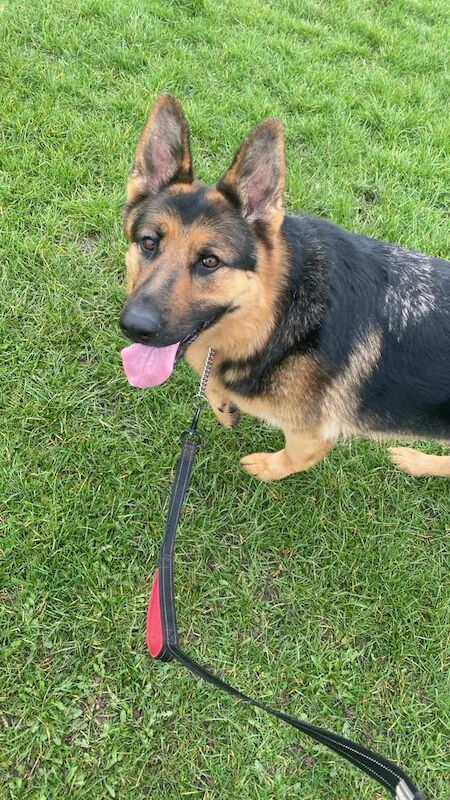 German Shepherd puppies for sale in Warrington, Cheshire – 6 years old - Image 10 of 14