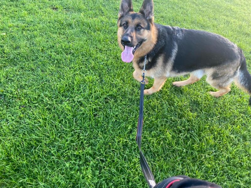 German Shepherd puppies for sale in Warrington, Cheshire – 6 years old - Image 11 of 14