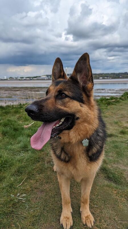 German Shepherd puppies for sale in Warrington, Cheshire – 6 years old - Image 13 of 14