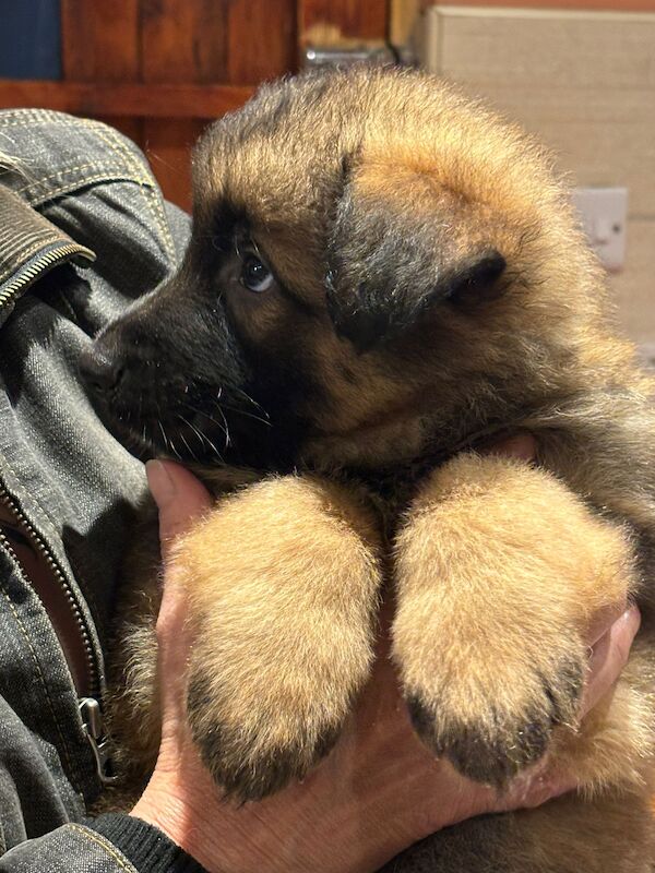 German Shepherd puppies for sale in Wisbech, Cambridgeshire – KC registered, 1 year old - Image 5 of 15