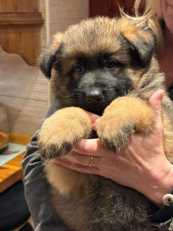 German Shepherd puppies for sale in Wisbech, Cambridgeshire – KC registered, 1 year old - Image 6 of 15
