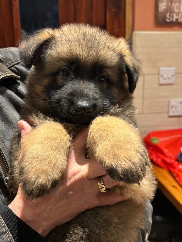 German Shepherd puppies for sale in Wisbech, Cambridgeshire – KC registered, 1 year old - Image 8 of 15
