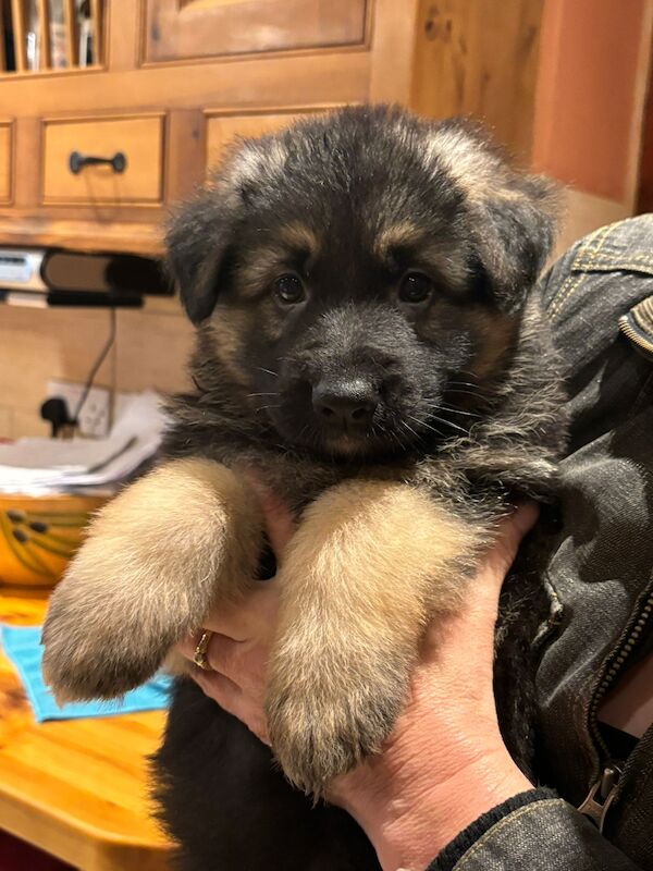 German Shepherd puppies for sale in Wisbech, Cambridgeshire – KC registered, 1 year old - Image 9 of 15