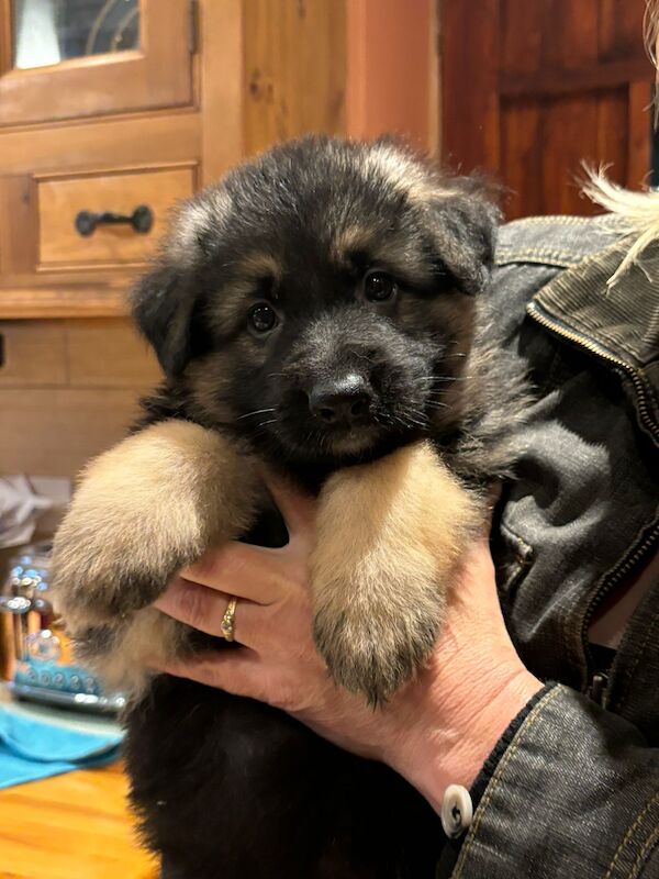 German Shepherd puppies for sale in Wisbech, Cambridgeshire – KC registered, 1 year old - Image 10 of 15