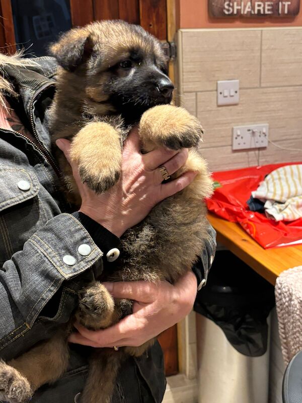 German Shepherd puppies for sale in Wisbech, Cambridgeshire – KC registered, 1 year old - Image 12 of 15