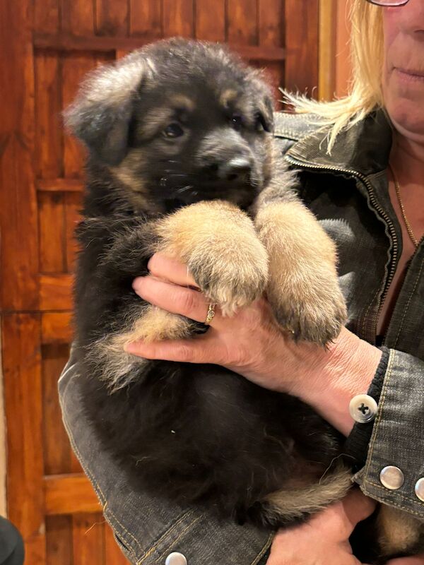 German Shepherd puppies for sale in Wisbech, Cambridgeshire – KC registered, 1 year old - Image 14 of 15