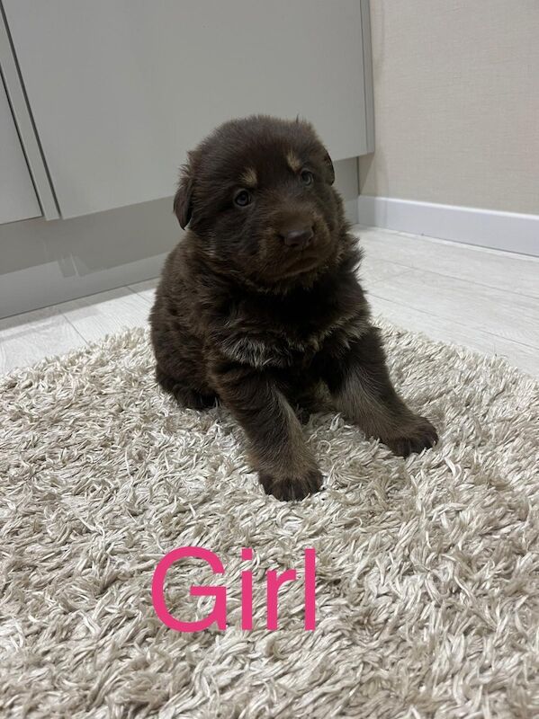 Outstanding true to breed chocolate German Shepard puppies - Image 2 of 13