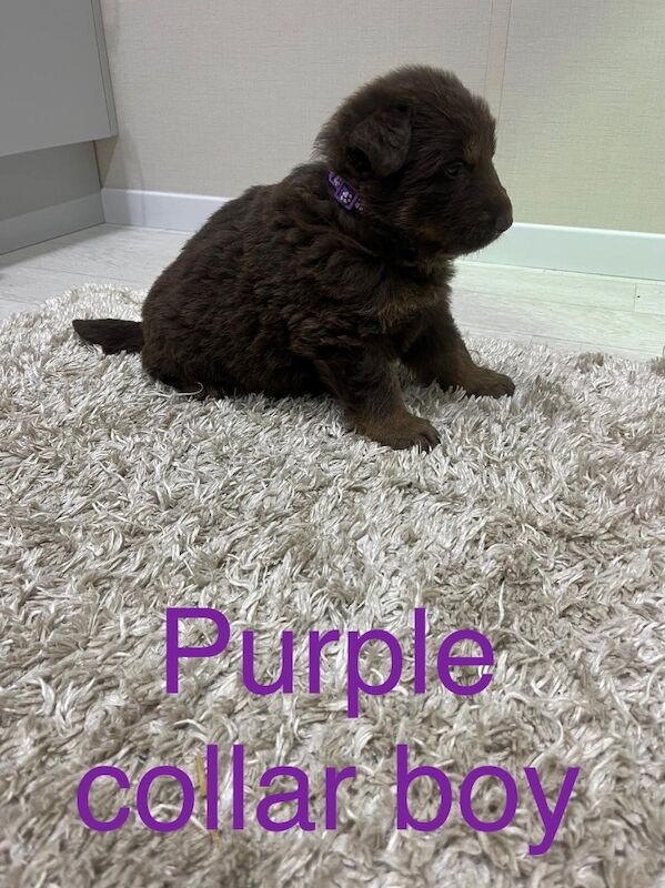 Outstanding true to breed chocolate German Shepard puppies - Image 4 of 13