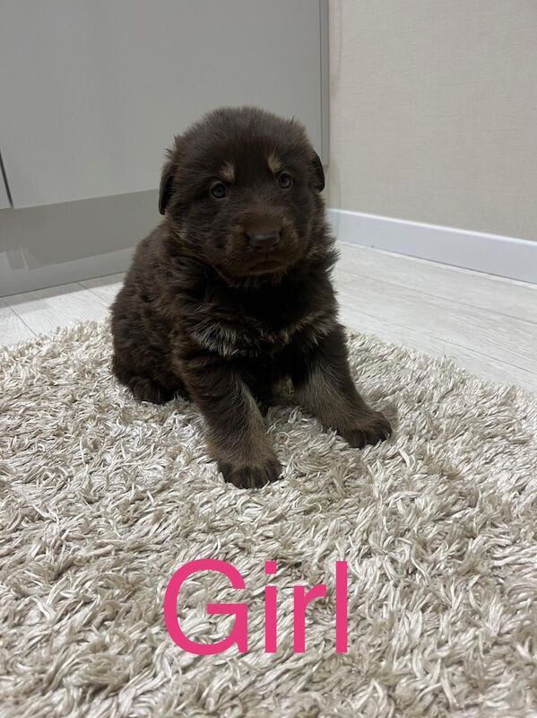 Outstanding true to breed chocolate German Shepard puppies - Image 6 of 13