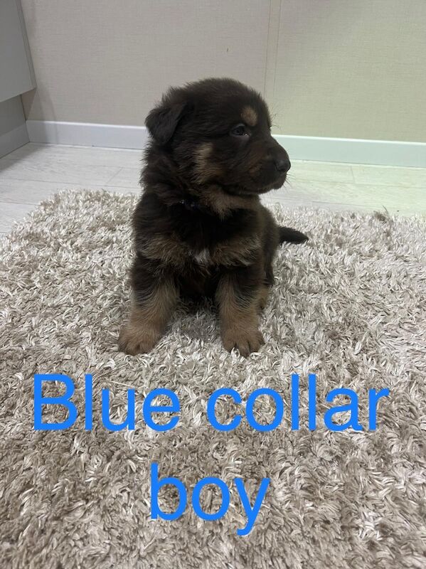 Outstanding true to breed chocolate German Shepard puppies - Image 8 of 13