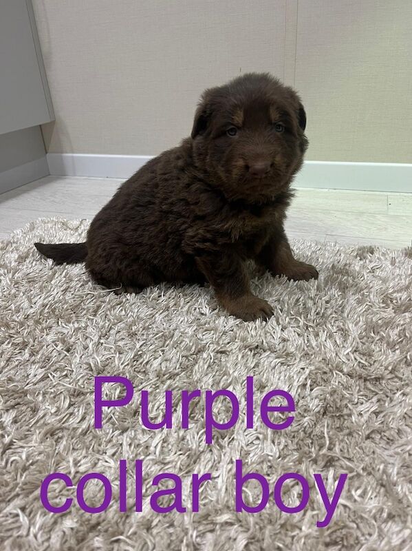 Outstanding true to breed chocolate German Shepard puppies - Image 9 of 13