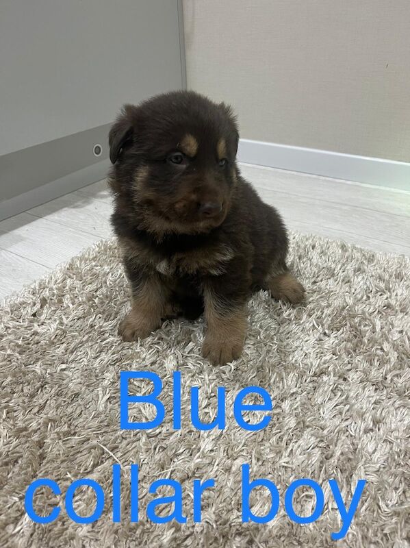 Outstanding true to breed chocolate German Shepard puppies - Image 10 of 13