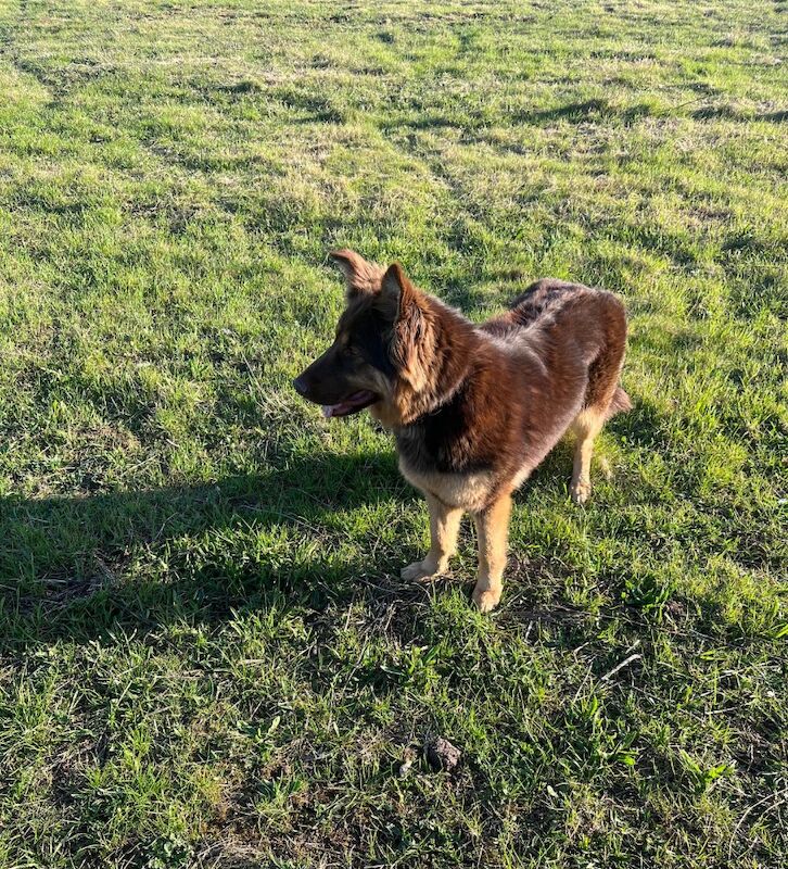 Outstanding true to breed chocolate German Shepard puppies - Image 11 of 13