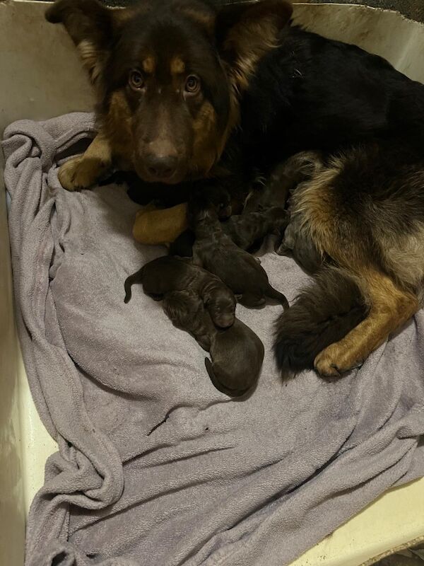 Outstanding true to breed chocolate German Shepard puppies - Image 13 of 13
