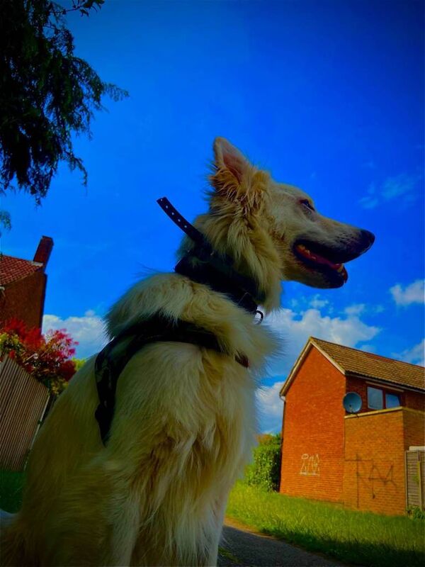 German Shepherd puppies for sale in Hemel Hempstead, Hertfordshire – 5 years old