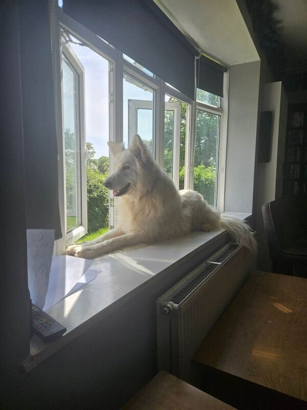 German Shepherd puppies for sale in Hemel Hempstead, Hertfordshire – 5 years old - Image 3 of 4