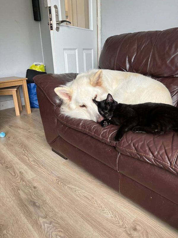 German Shepherd puppies for sale in Hemel Hempstead, Hertfordshire – 5 years old - Image 4 of 4