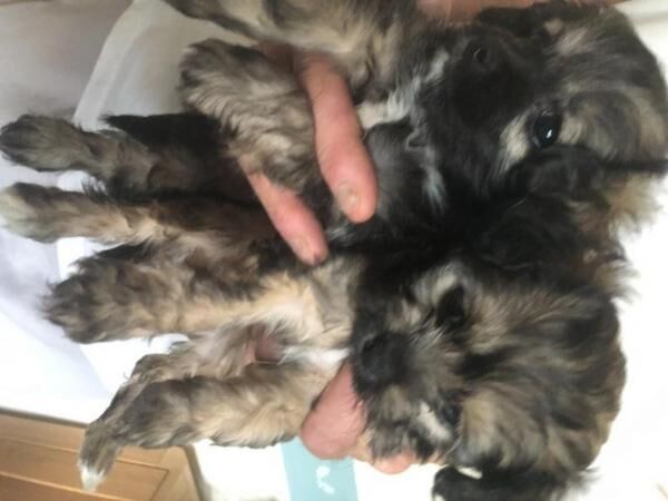 Poodle x Chihuahua Puppies for sale in Cheadle, Greater Manchester