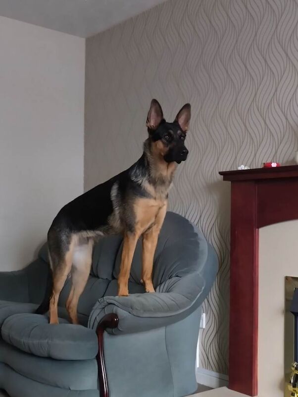 Pretty GSD Puppy - Image 2 of 3