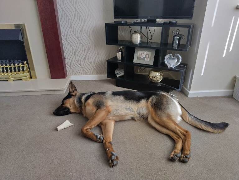 Pretty GSD Puppy - Image 3 of 3