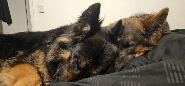 Probably the best German Shepherd pups available for sale in Peterborough, Cambridgeshire