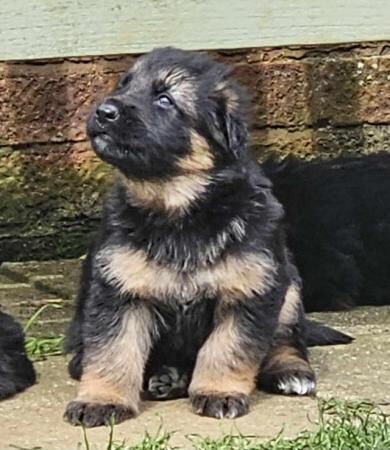 Probably the best German Shepherd pups available for sale in Peterborough, Cambridgeshire - Image 2