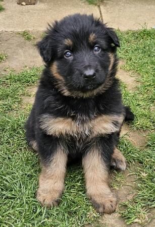 Probably the best German Shepherd pups available for sale in Peterborough, Cambridgeshire - Image 4