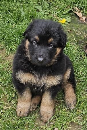Probably the best German Shepherd pups available for sale in Peterborough, Cambridgeshire - Image 5