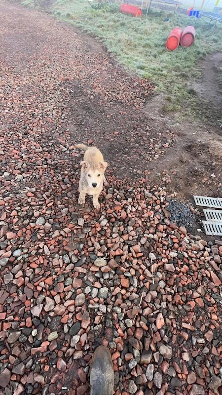 German Shepherd puppies for sale in Lanark, South Lanarkshire – 1 year old - Image 2 of 3