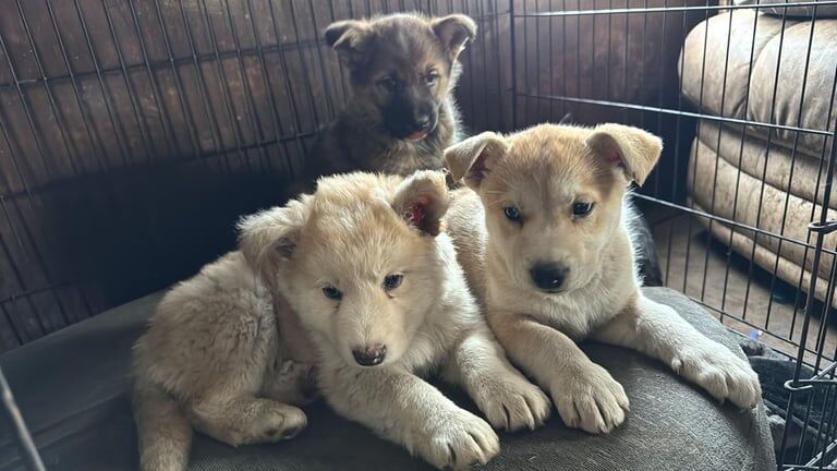 German Shepherd puppies for sale in Lanark, South Lanarkshire – 1 year old - Image 3 of 3