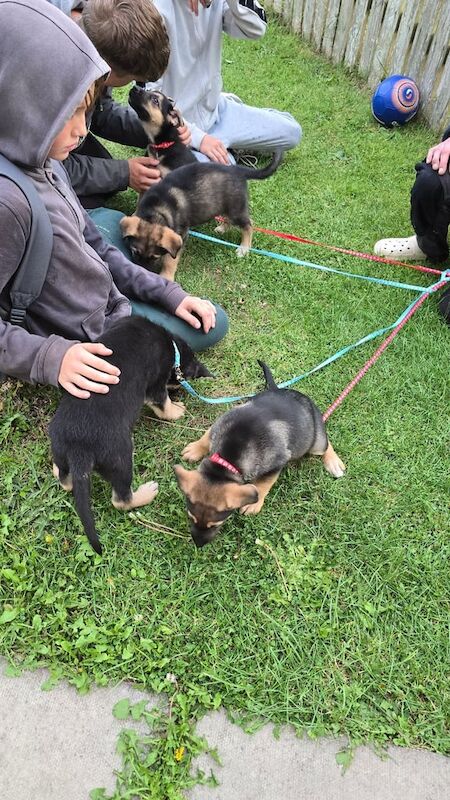 German Shepherd puppies for sale in Arbroath, Angus – 9 weeks old