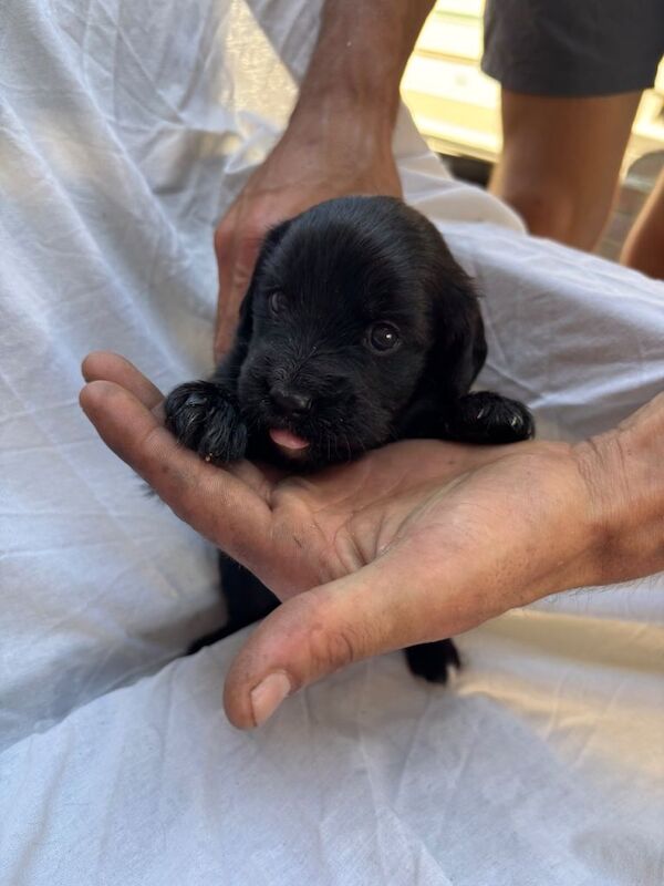 German Shepherd Puppies For Sale