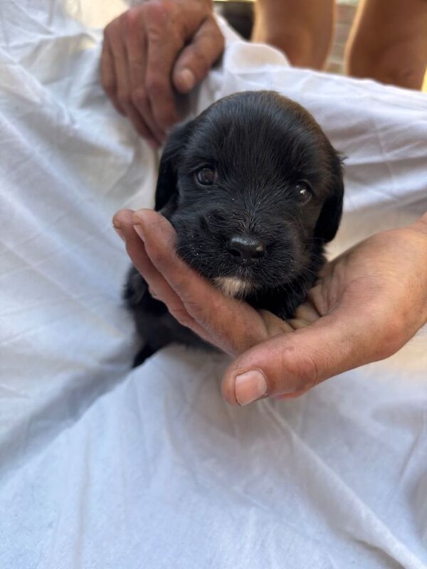 Puppies - Image 2 of 4