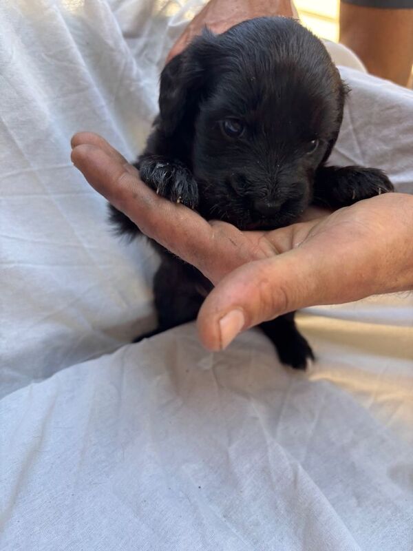 Puppies - Image 3 of 4