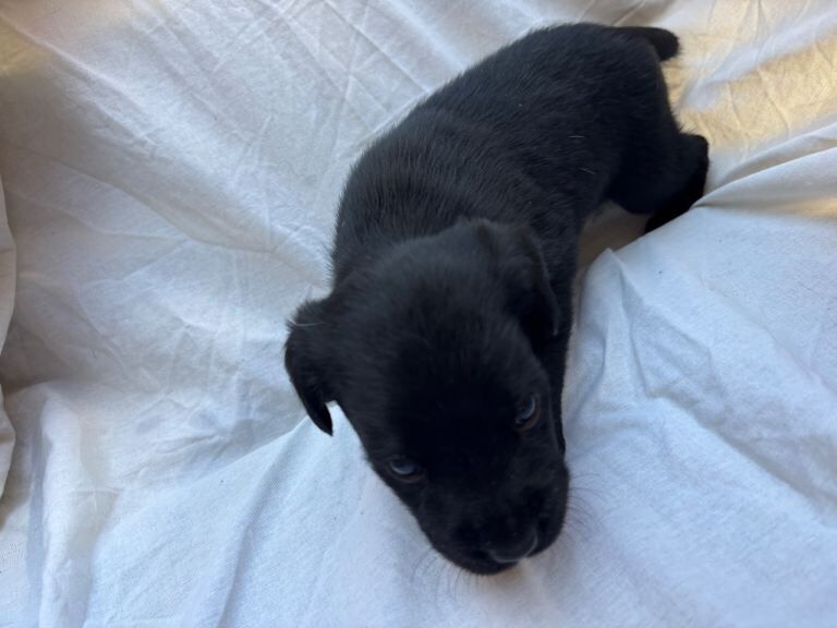 Puppies - Image 4 of 4