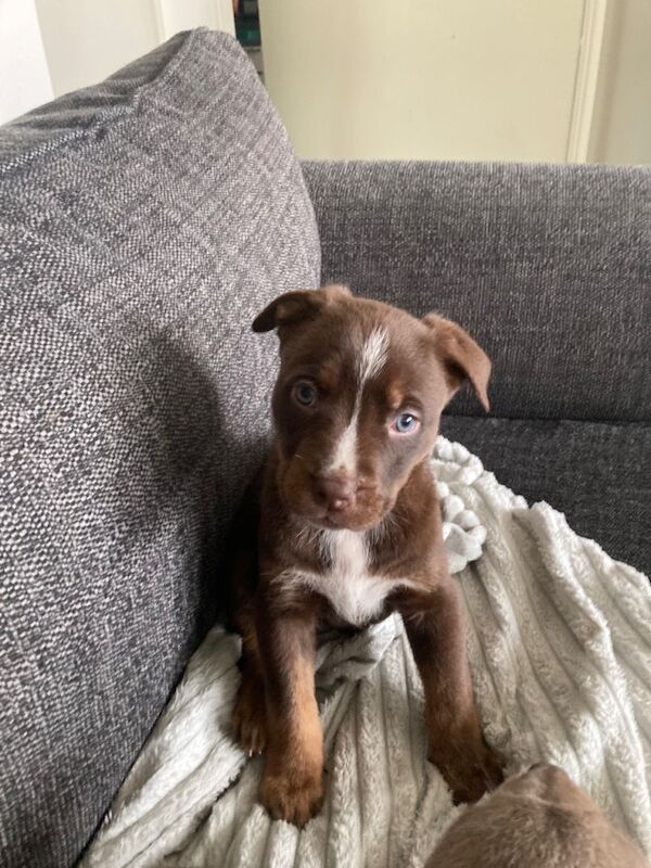 Puppies available - Image 2 of 5
