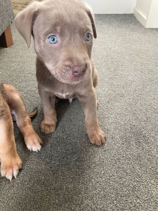 Puppies available - Image 3 of 5