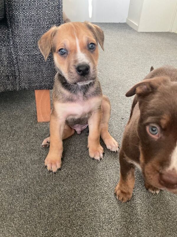 Puppies available - Image 4 of 5