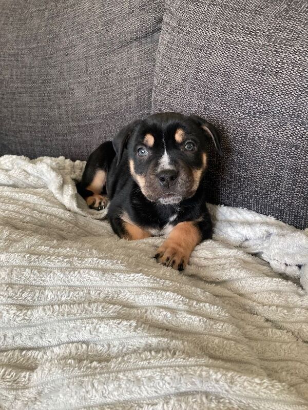 Puppies available - Image 5 of 5