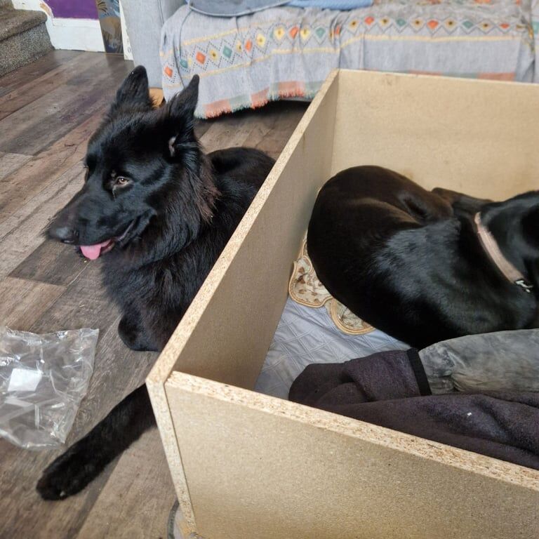 German Shepherd puppies for sale in Bramley, West Yorkshire – 3 days old