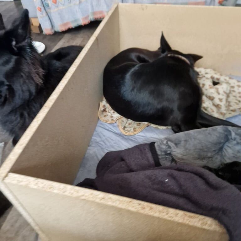German Shepherd puppies for sale in Bramley, West Yorkshire – 5 days old - Image 2 of 3
