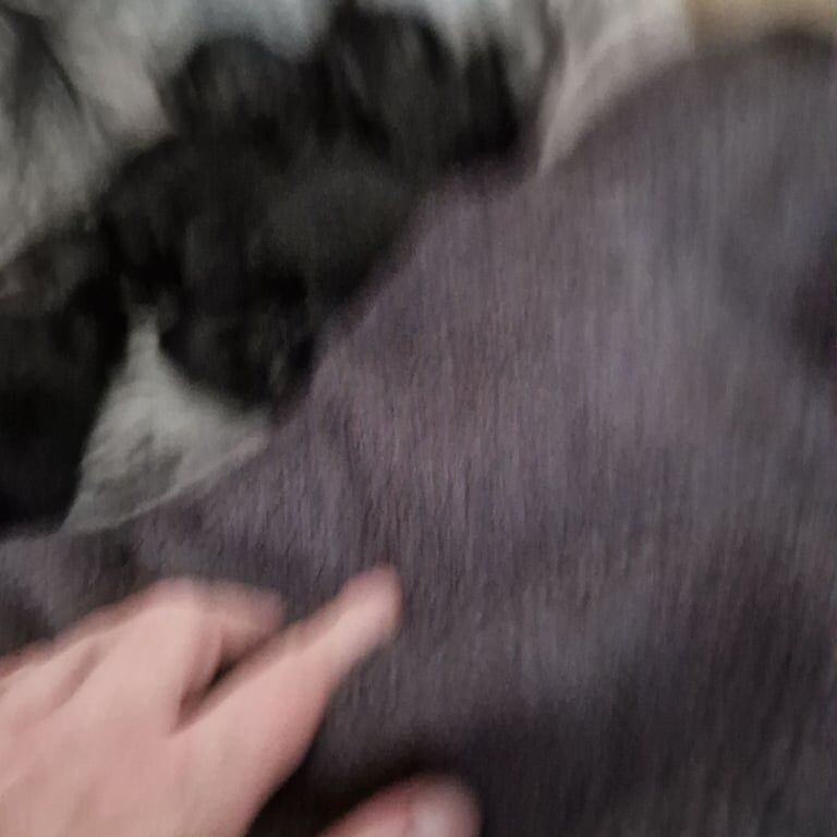 German Shepherd puppies for sale in Bramley, West Yorkshire – 5 days old - Image 3 of 3