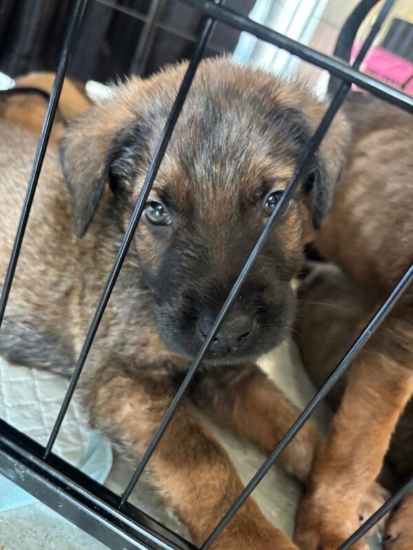 German Shepherd puppies for sale in London – 11 weeks old
