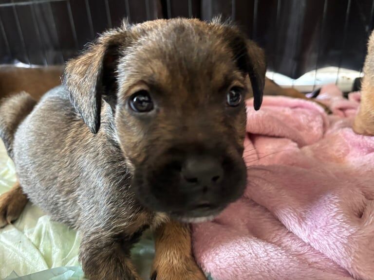 Puppies For Sale - Image 2 of 6