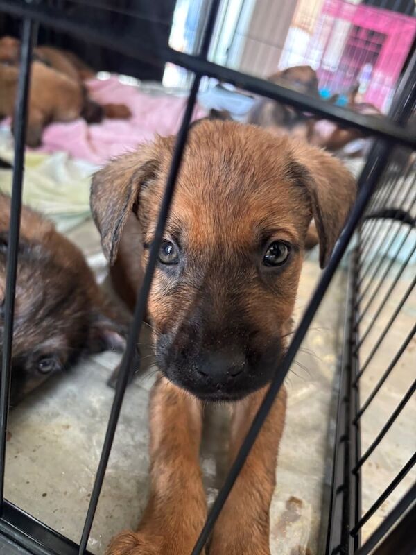 Puppies For Sale - Image 3 of 6