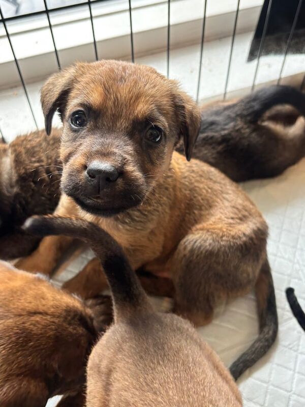 Puppies For Sale - Image 4 of 6